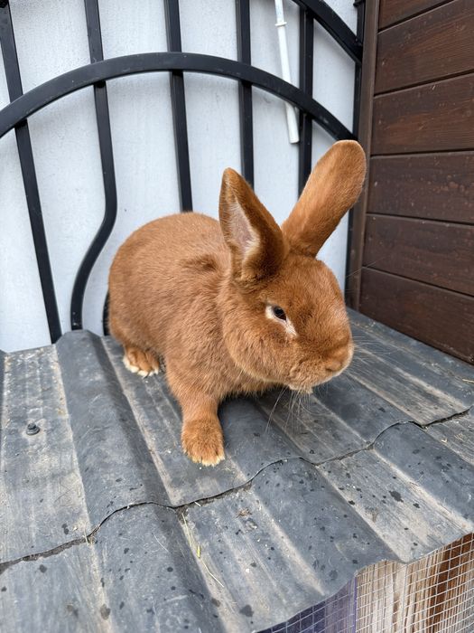 Królik nowozelandzki NC