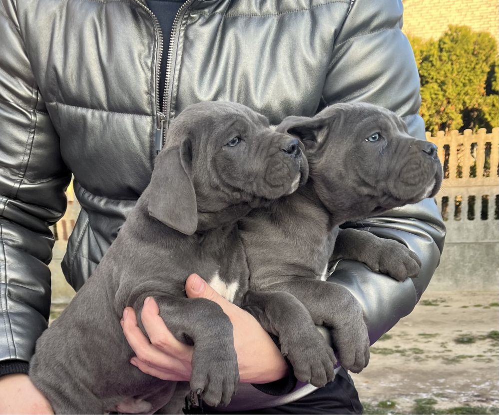 Cane Corso mocny pies