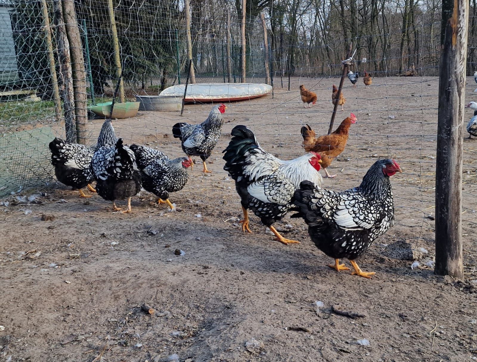 Sprzedam Kurczaki Wyandotte srebrnołuskowane