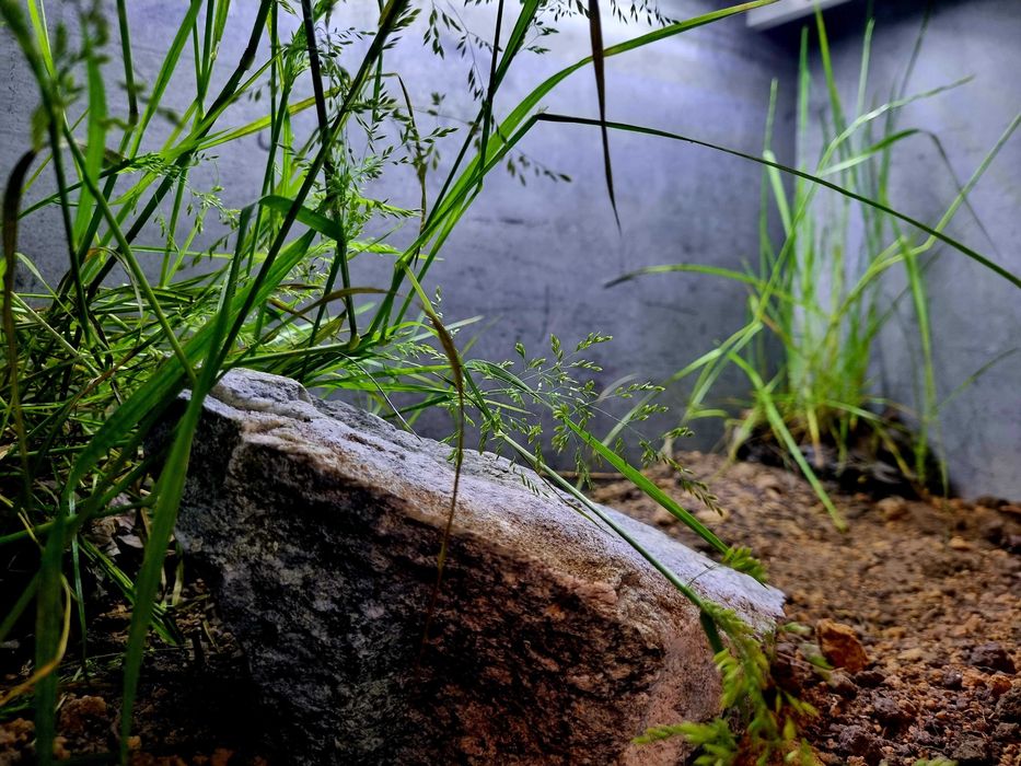 Terrarium 80x50x50 dla żółwia lądowego