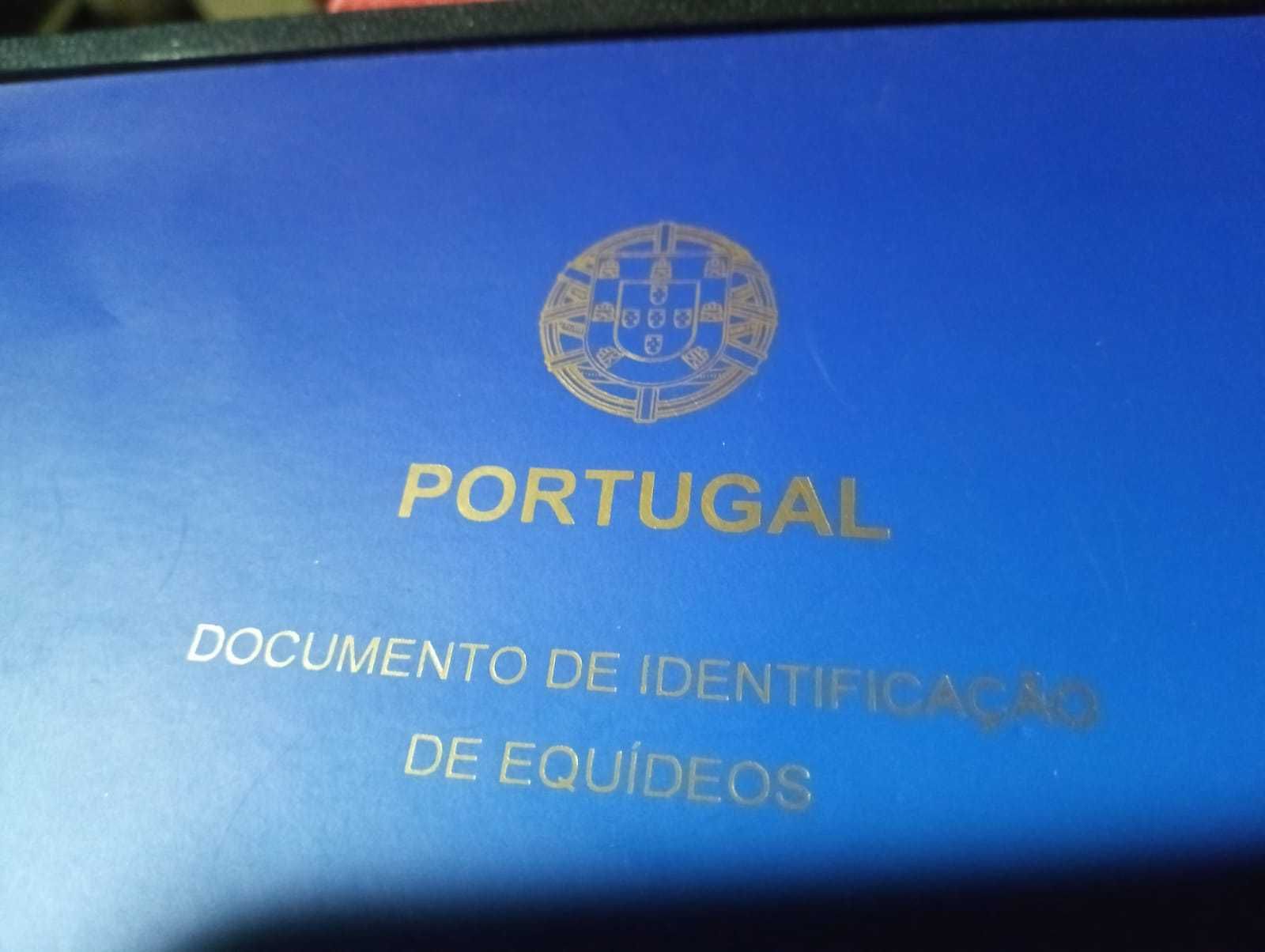 Égua lusitana pura livro azul