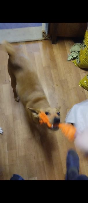 Передержка животных собак кошек грызунов птиц рептилий насекомых и тд