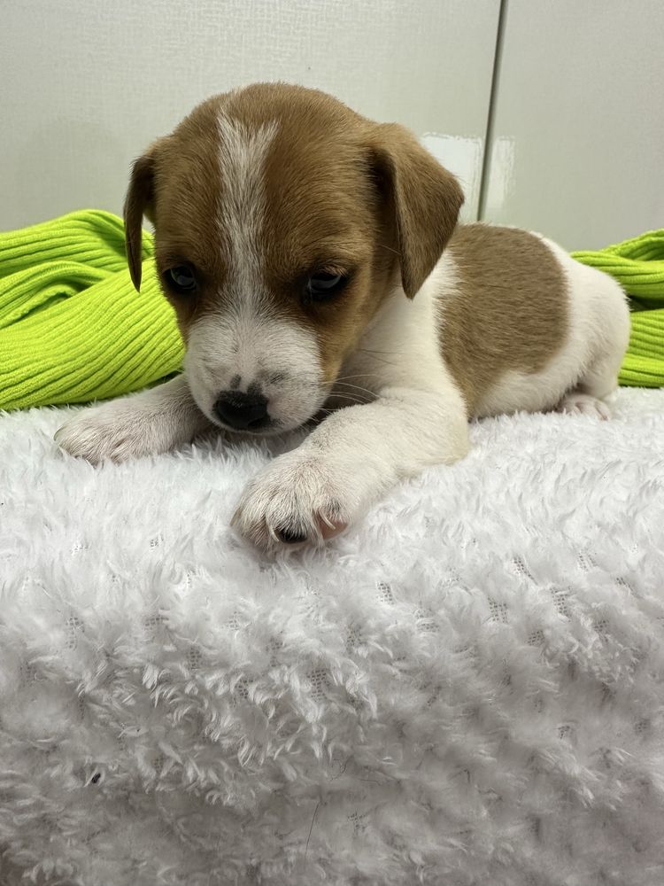 Suczka Jack Russell Terrier z Rodowodem Rodzice FCI