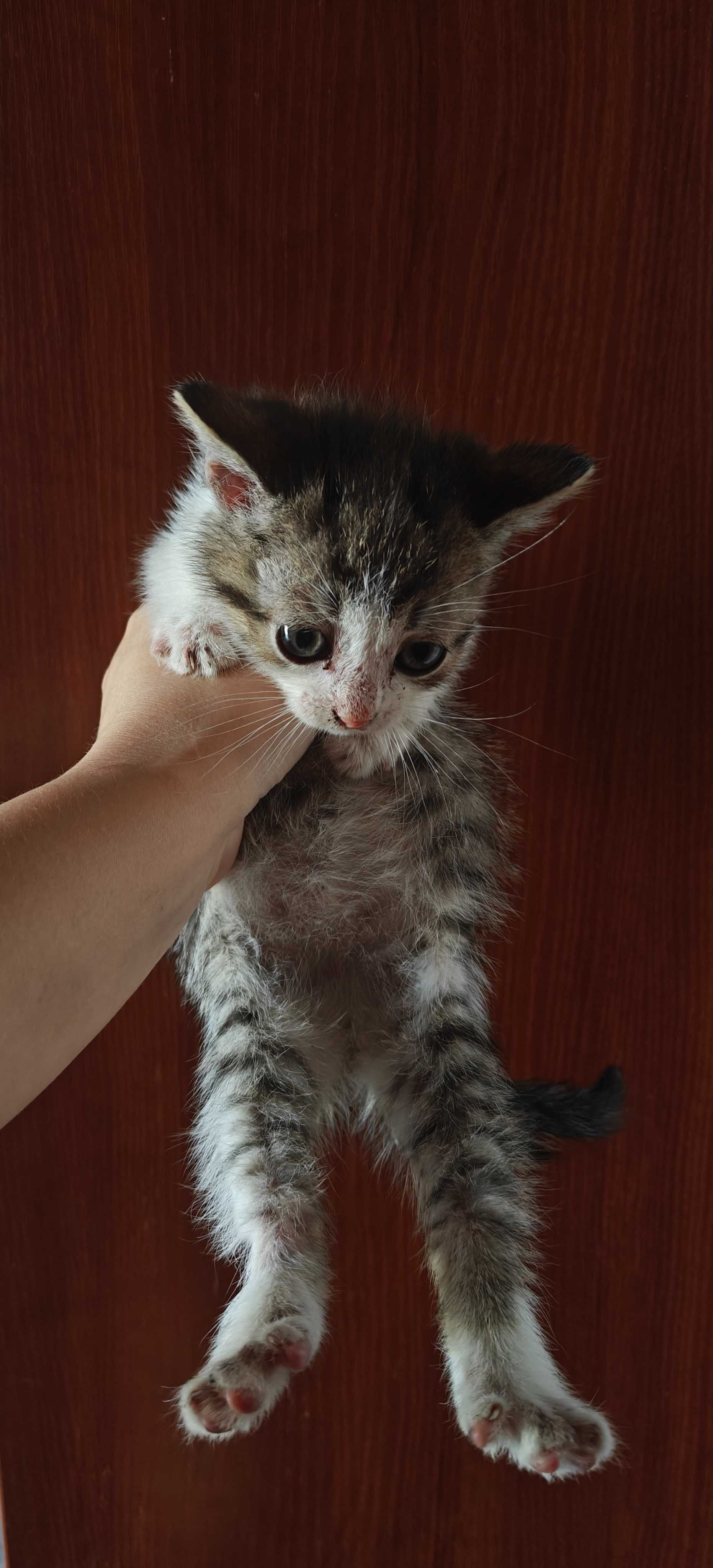 Кошенята  віддам в добрі руки