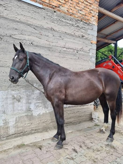 Sprzedam 2.5 letnią klacz