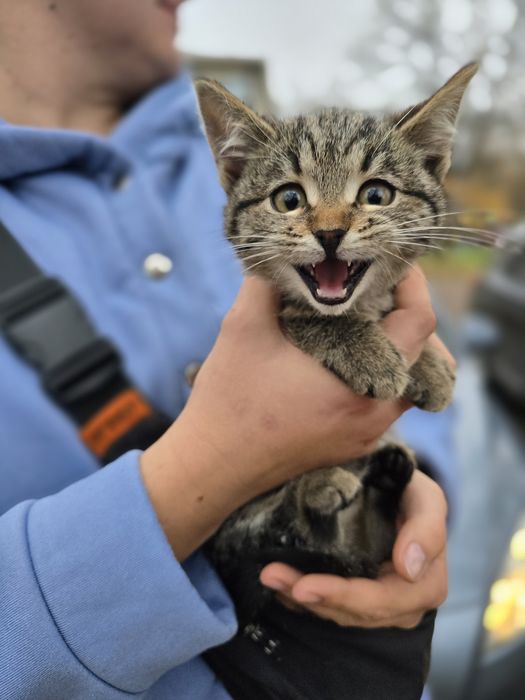 Кошеня в добрі ручки!