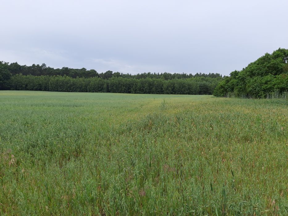 Leśna Harmonia- kompleks działek z lasem w tle