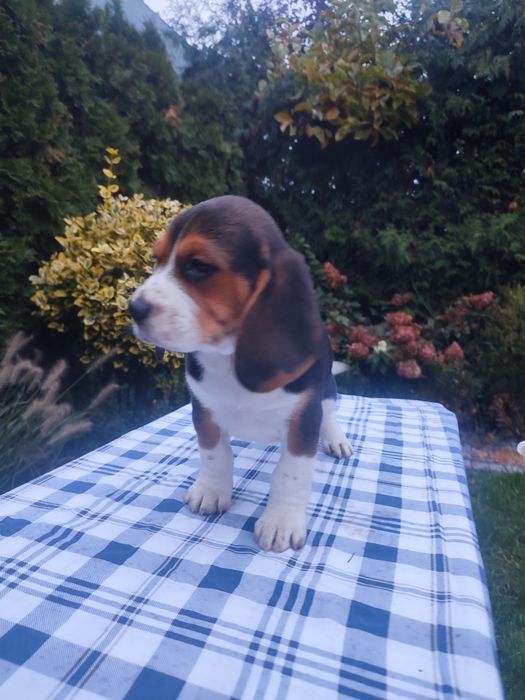 Beagle piesek szczeniak