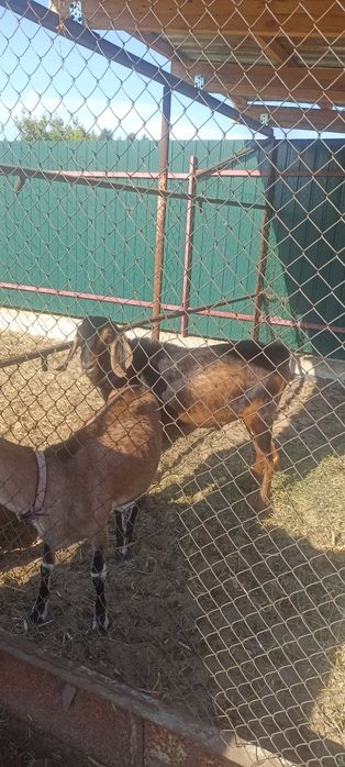 Паровка кіз англонубійським козлом