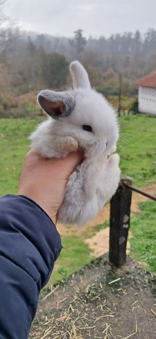 Coelho anão mini lop