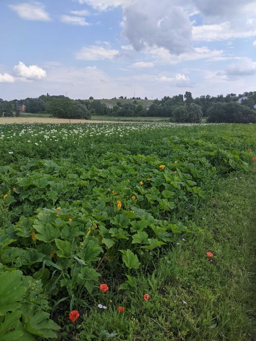 Продам  земельну ділянку біля Рівного