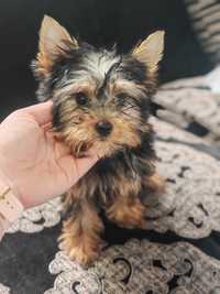 Suczka Yorkshire terrier YORK platynowo-złota chip wyprawka