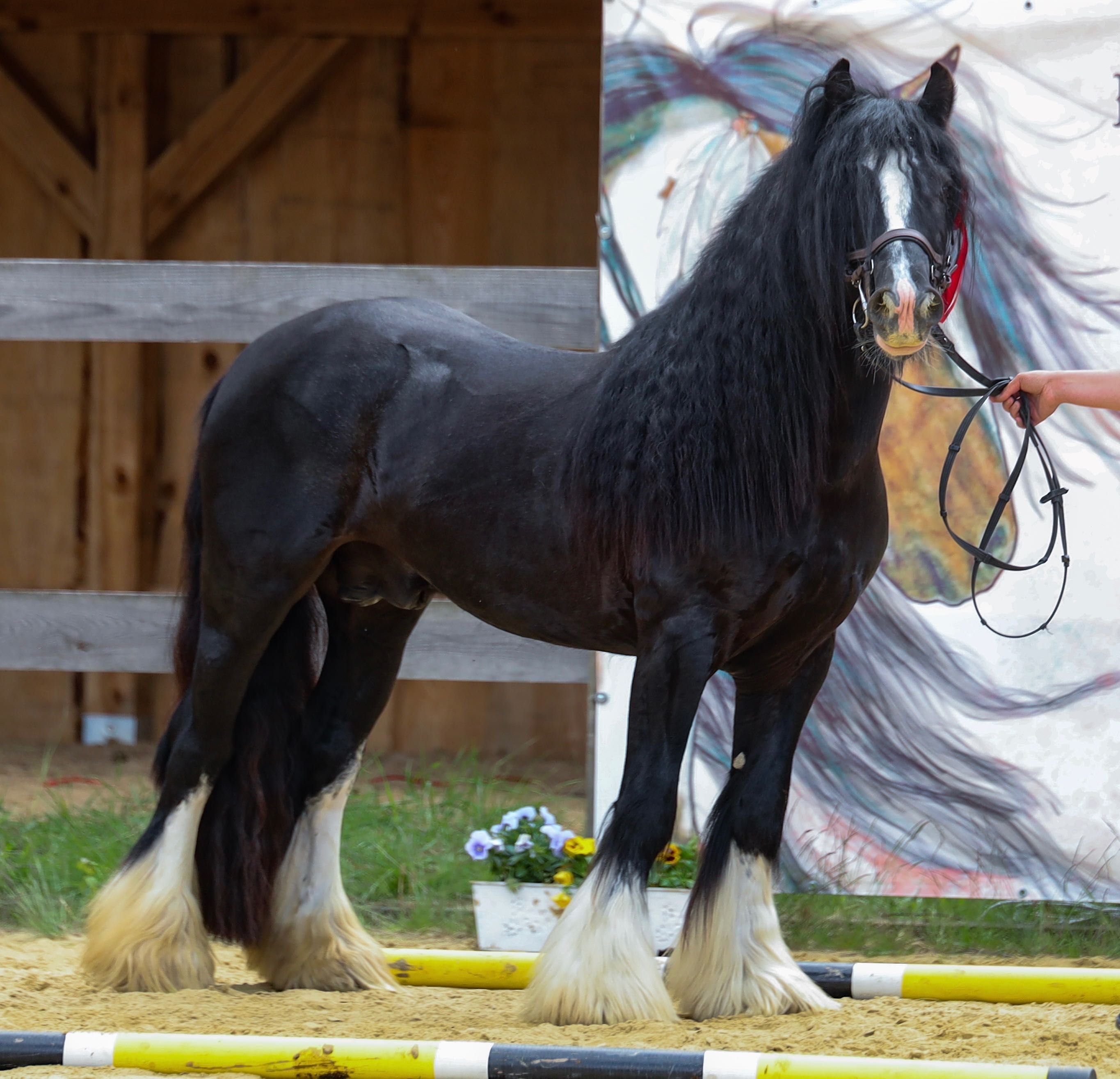 Stanówka Irish Cob / Tinker Ponpon ze Sedmi Dvoru