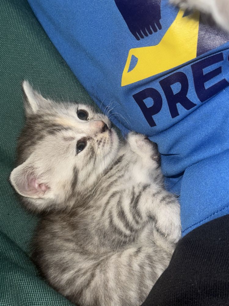 Кошенята шотландські Скотіш страйт