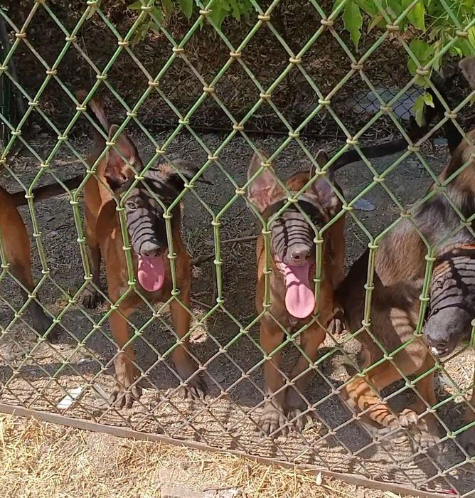 Щенки Малинуа рабочего разведения  Бельгийская Овчарка