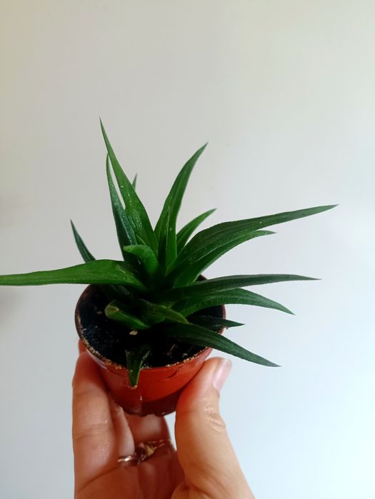 Кімнатні рослини, вазони.Сциндапсус золотистий, сингоніум, паперомія.