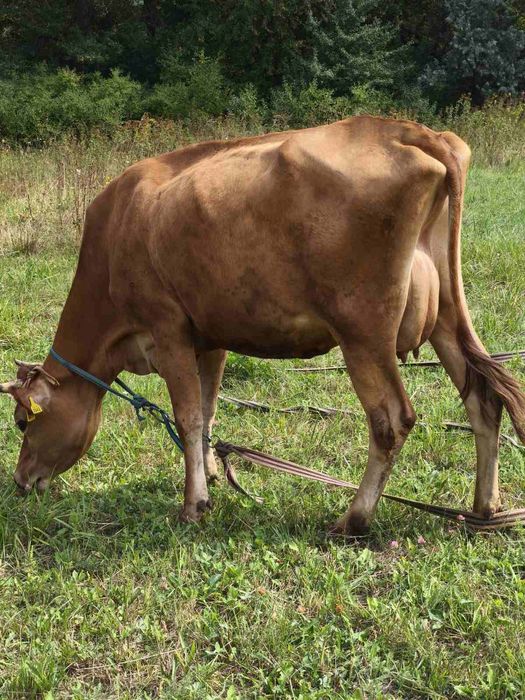 Корова джерси после первого отёла