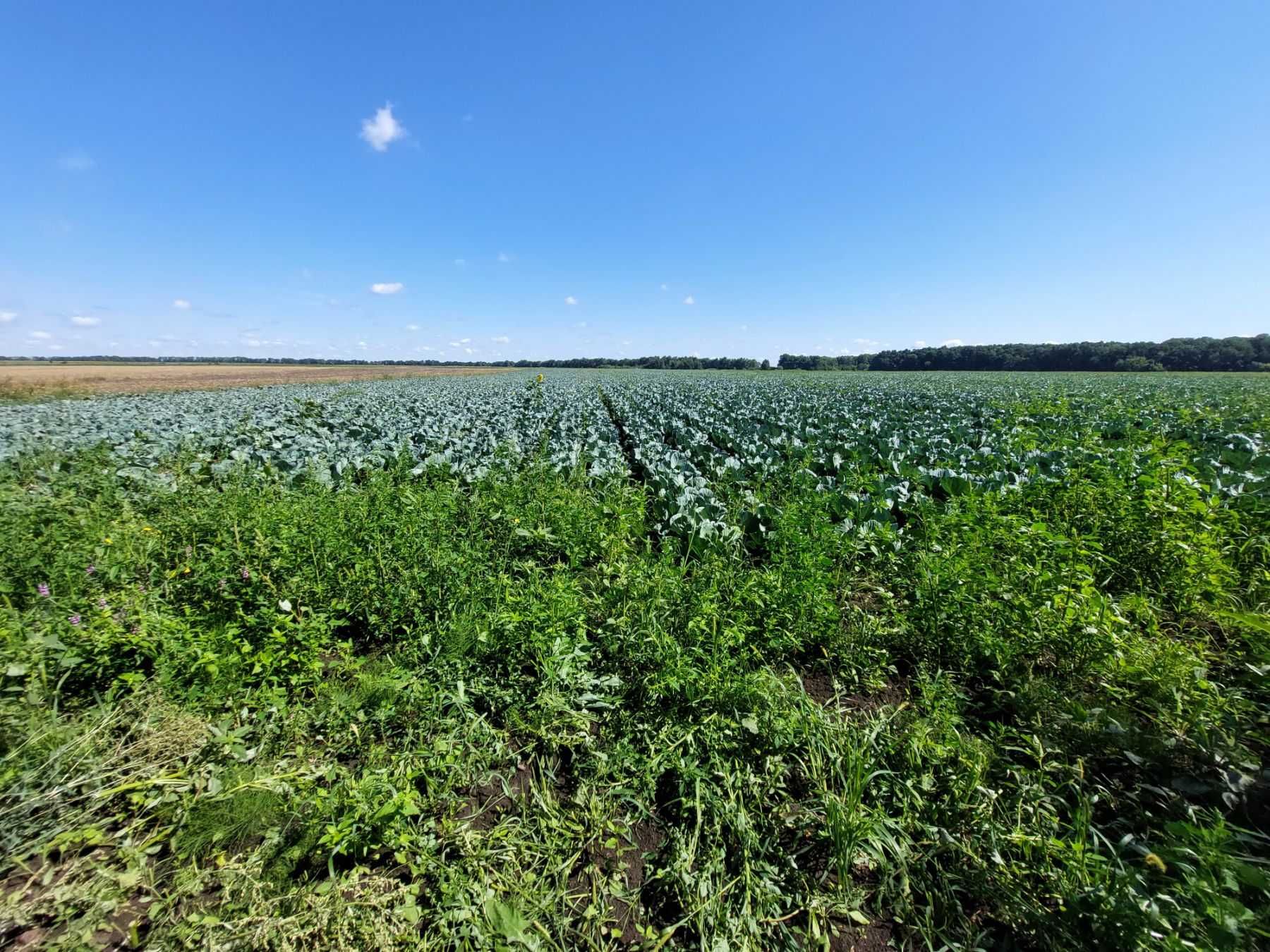 Продається земельна ділянка в с. Писарівка 5180