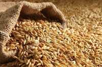 Продам пшениця озима
