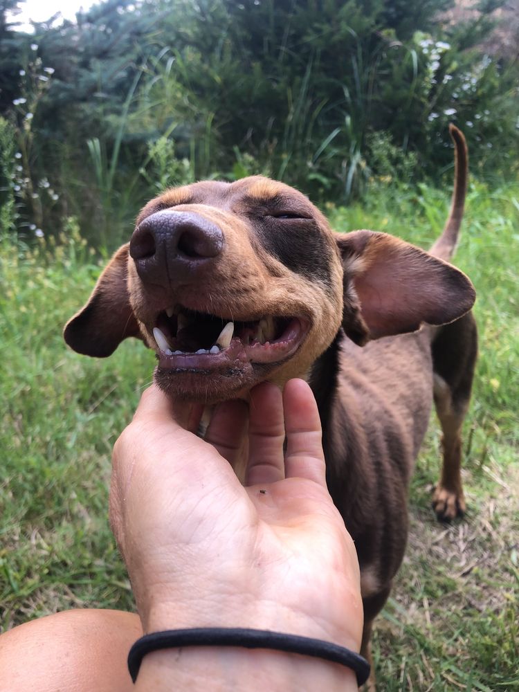 Tomasz do adopcji