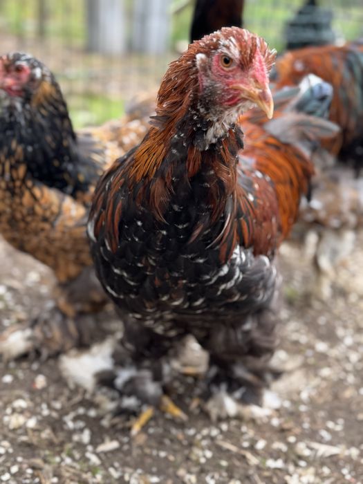 Macho brahma mil flores