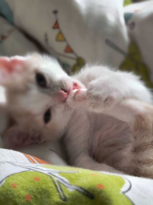 Котик шукає люблячу родину!