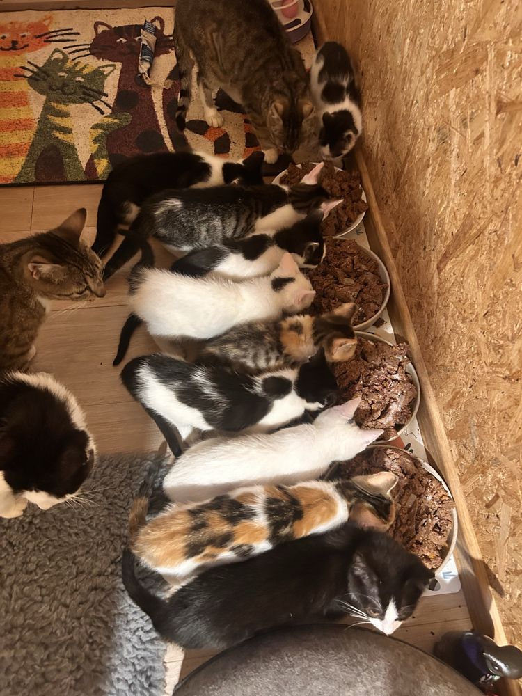 Zapraszamy po kocie cuda!