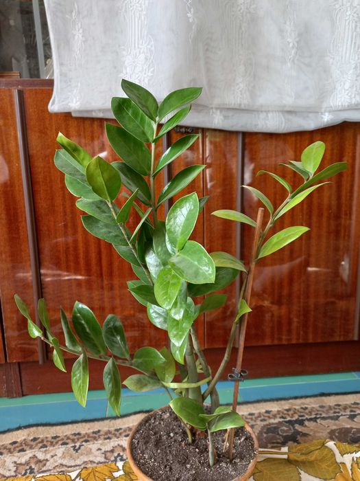 Доларове дерево. Заміокулькас. Замиокулькас.