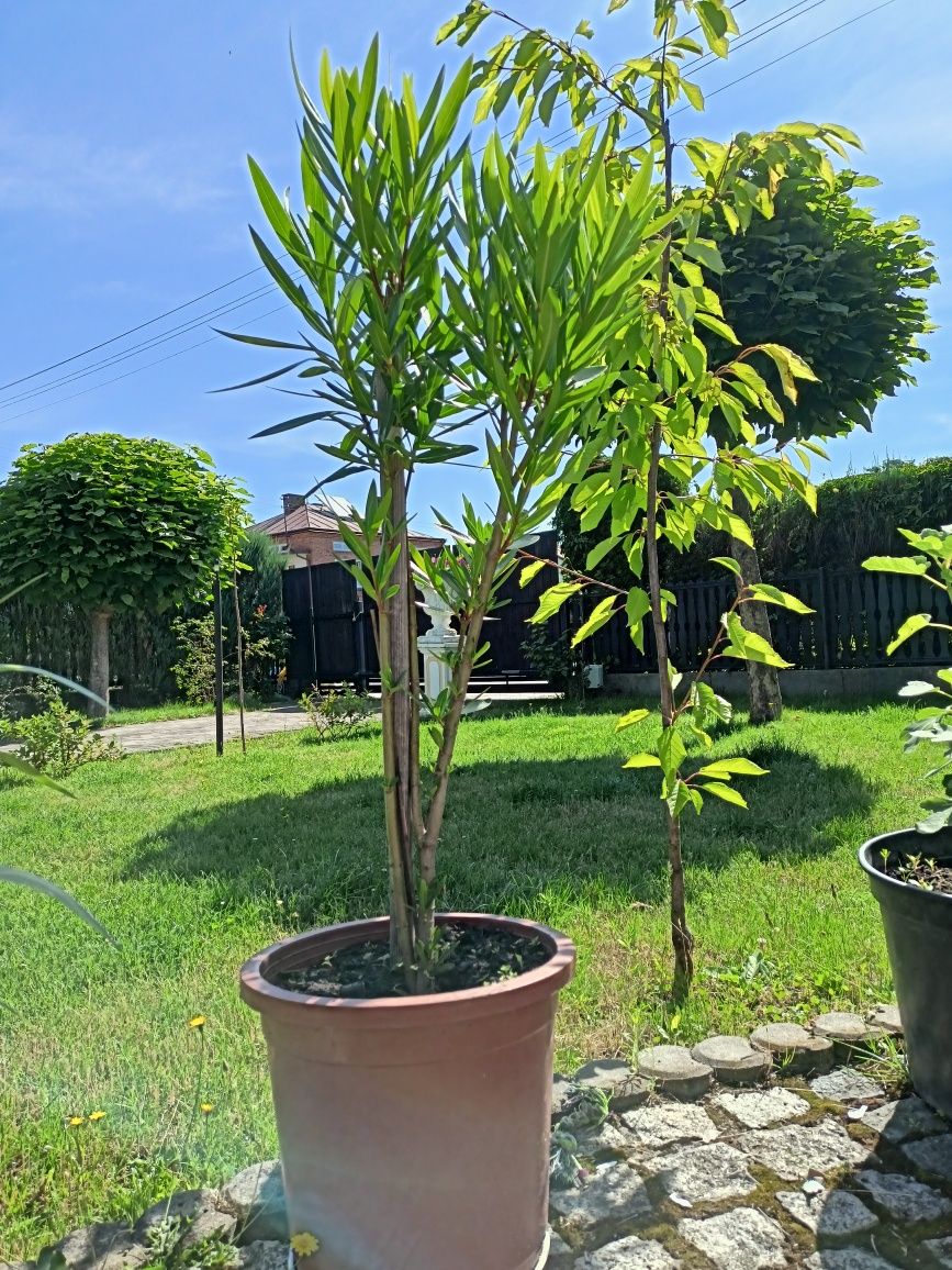 Oleander biały lub różowy