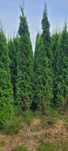 Tuja Smaragd 200-270 cm tuje 190 szmaragd thuja brabant 250 Głogów