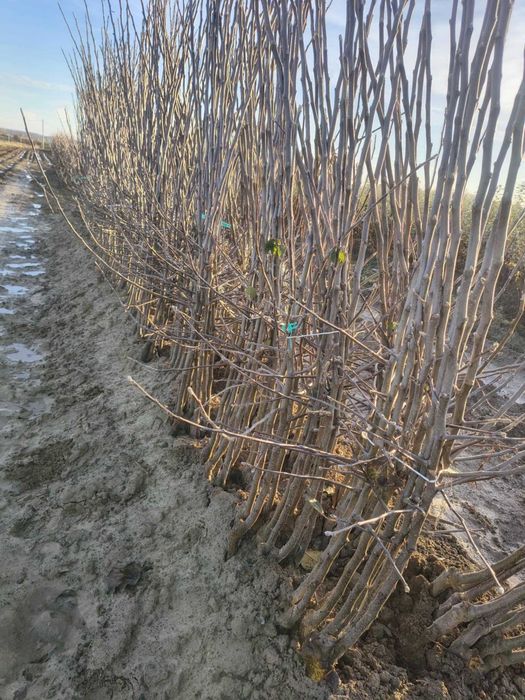 drzewka owocowe 2025/2026