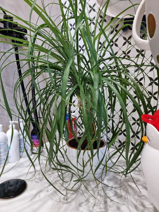 Beaucarnea recurvata Beukarnea duży okaz ponad 70cm wysokości