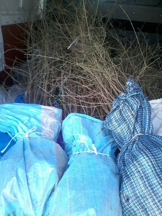 продам Саженцы КИЗИЛА Привитого и Черенки ГОЛАНДИЯ