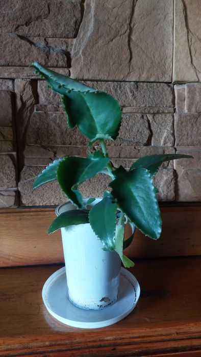 Żyworódka roślina