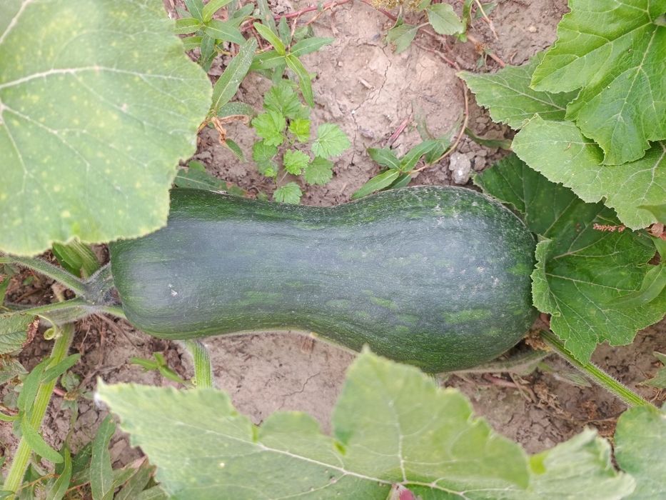 Dynia Lunga di Napoli, pyszna, wysyłka olx