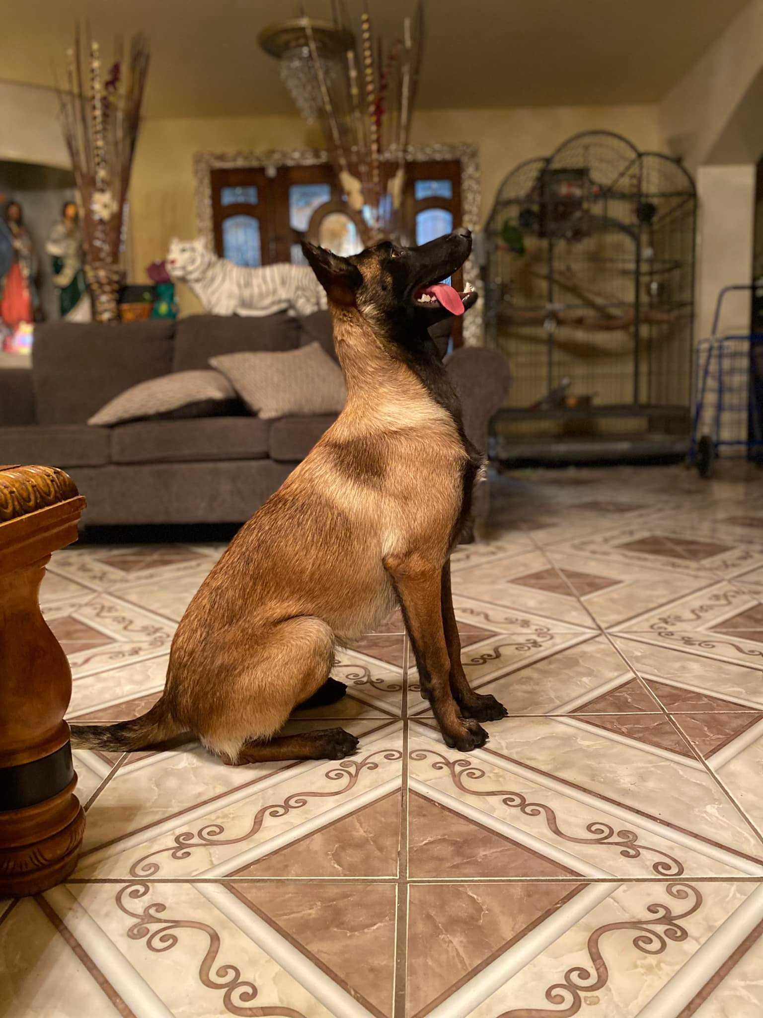 Pastor Belga Malinois muito boa estrutura e um bonita cabeça