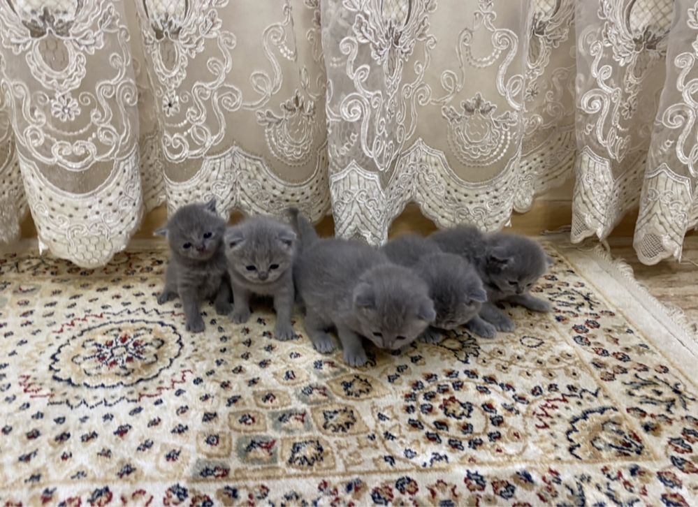 Котики Британські Шотландські чистокровні кошенята