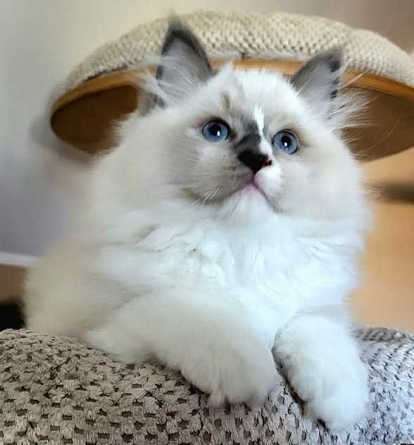 Kocięta Ragdoll  z rodowodem WCF