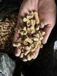 Pellet drzewny klasy A1