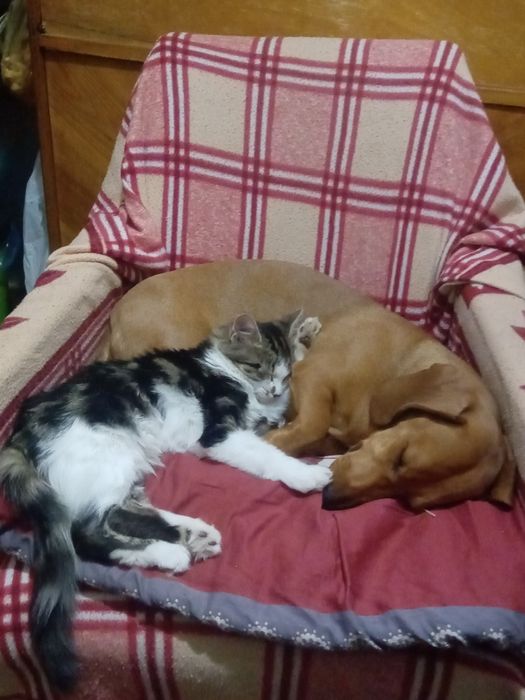 Пропала кошка заводской район ул. Шосейна 1