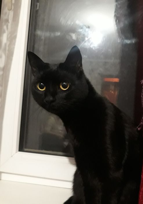 Кошка Ася 1,5 года