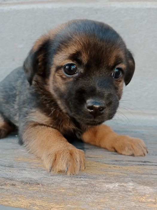 Szczeniaki małe pieski