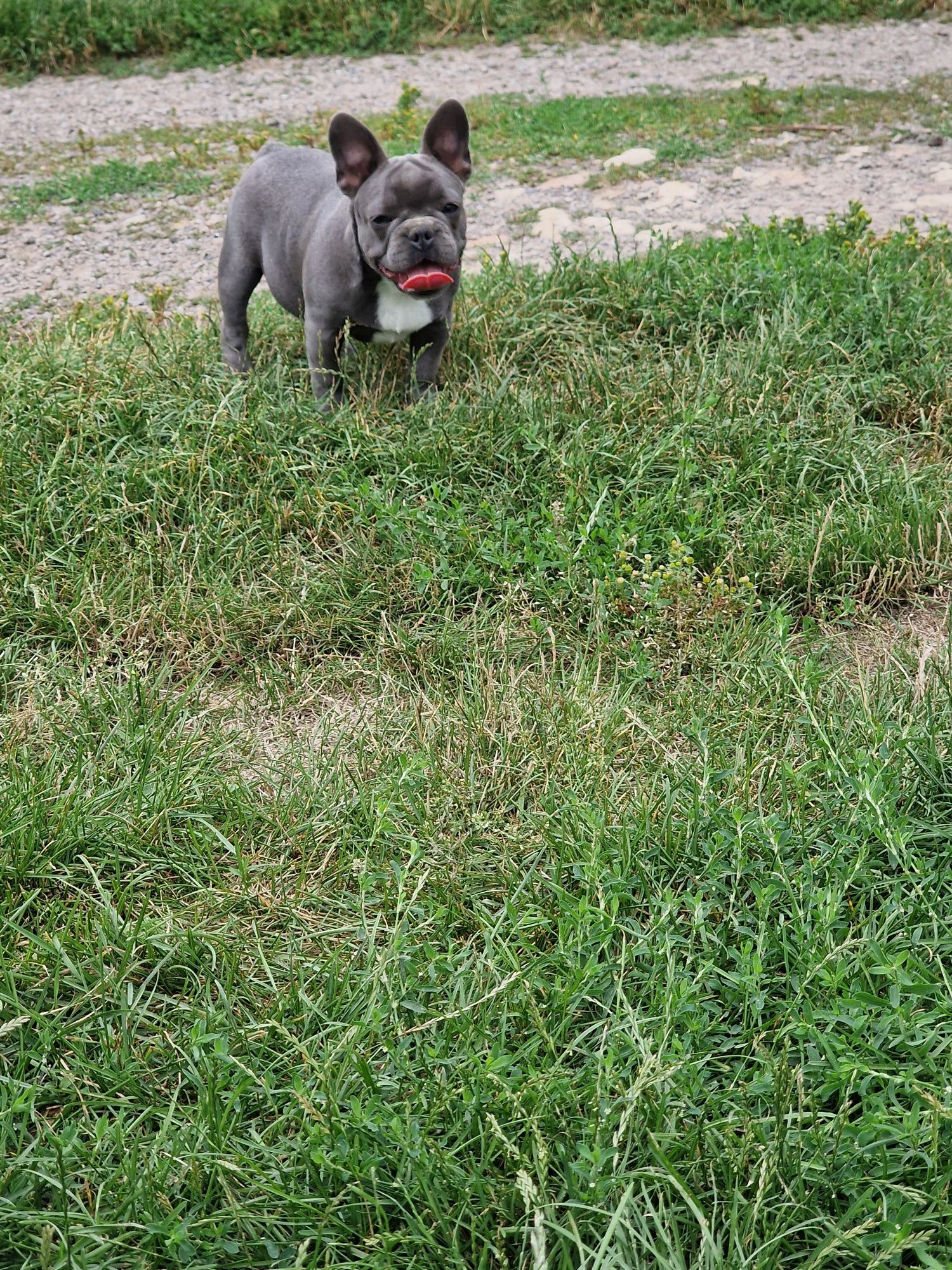 Buldog francuski