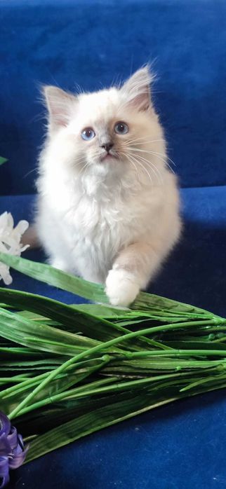 Ragdoll Kot Legalna hodowla opcja hodowlana i na kolanka Rodowód FIFE