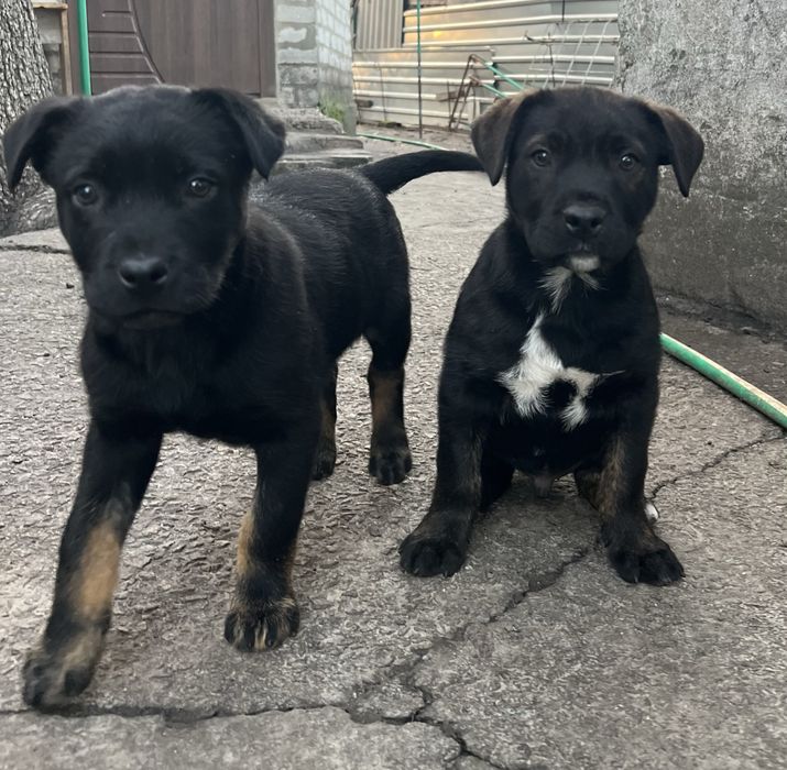 Віддаємо щенят хлопчиків