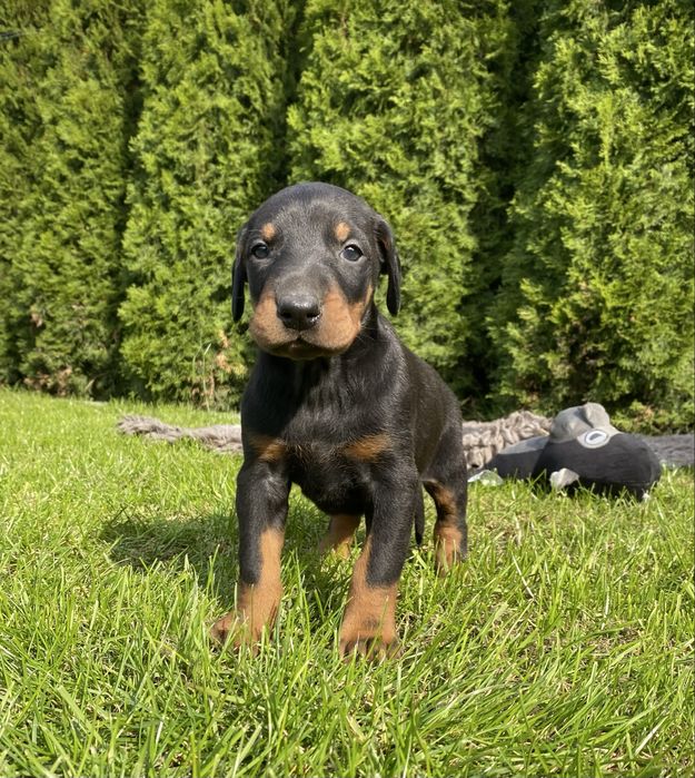 Doberman szczeniak suczka