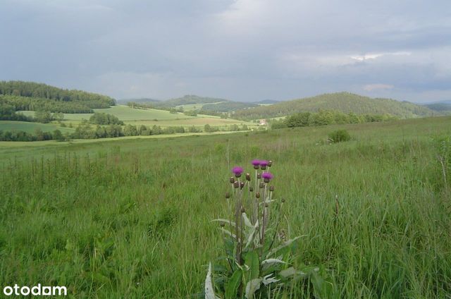 Grunty rolne 55 ha,6 mln,okolice Jelenia Góra