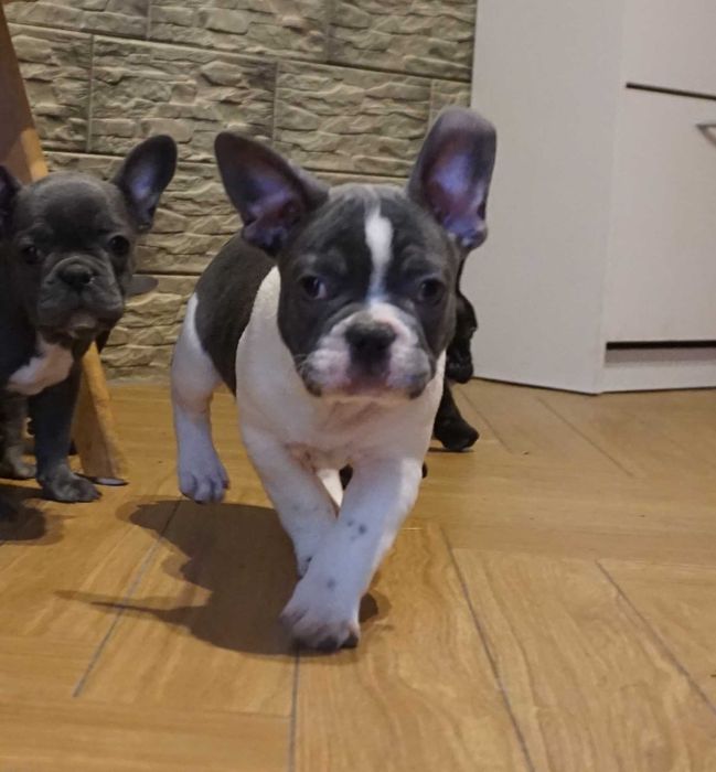 buldog francuski piesek niebieski z białym