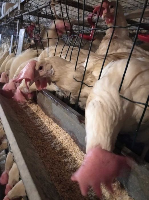 Кури-несучки. Можлива доставка!