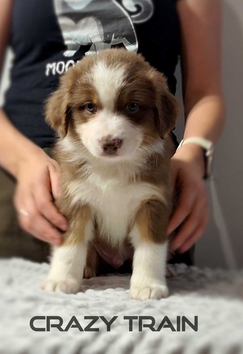 Owczarek australijski typ amerykański samiec red tricolor